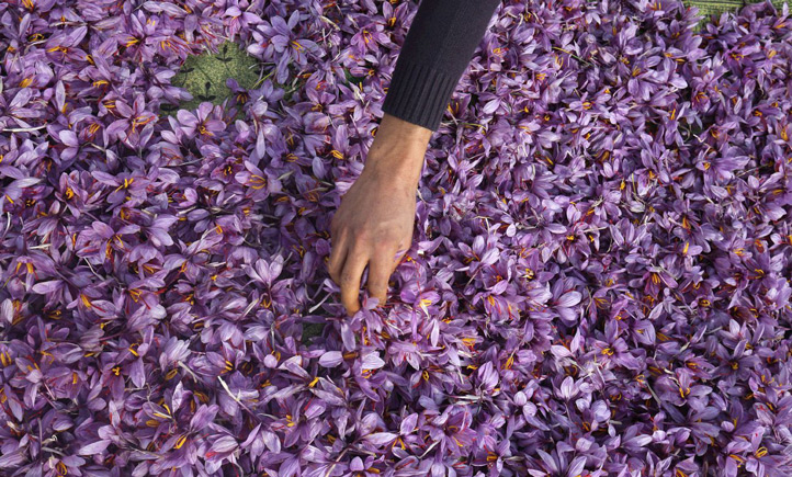 چه مقدار گل زعفران برای تولید یک مثقال زعفران لازم است؟ 