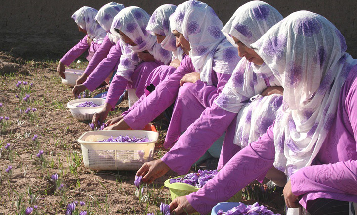 زنان، نقش کلیدی در زنجیره ارزش زعفران ایرانی  