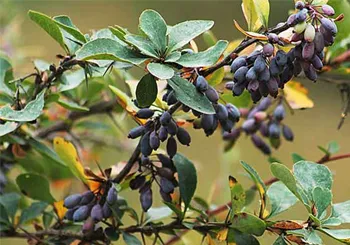 زرشک سیاه چیست و چه تفاوتی با زرشک معمولی دارد؟