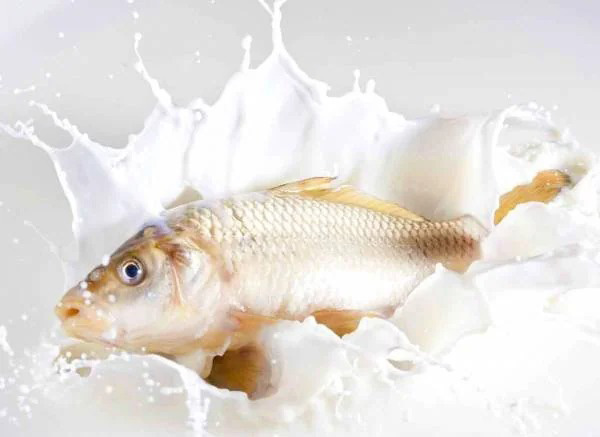 از بین بردن بوی ماهی