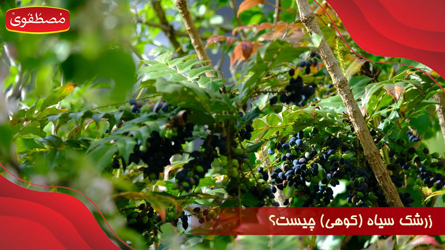 زرشک سیاه (کوهی) چیست و چه تفاوتی با زرشک معمولی دارد؟ خواص زرشک سیاه