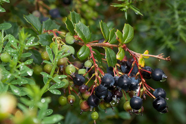 زرشک سیاه یا زرشک کوهی