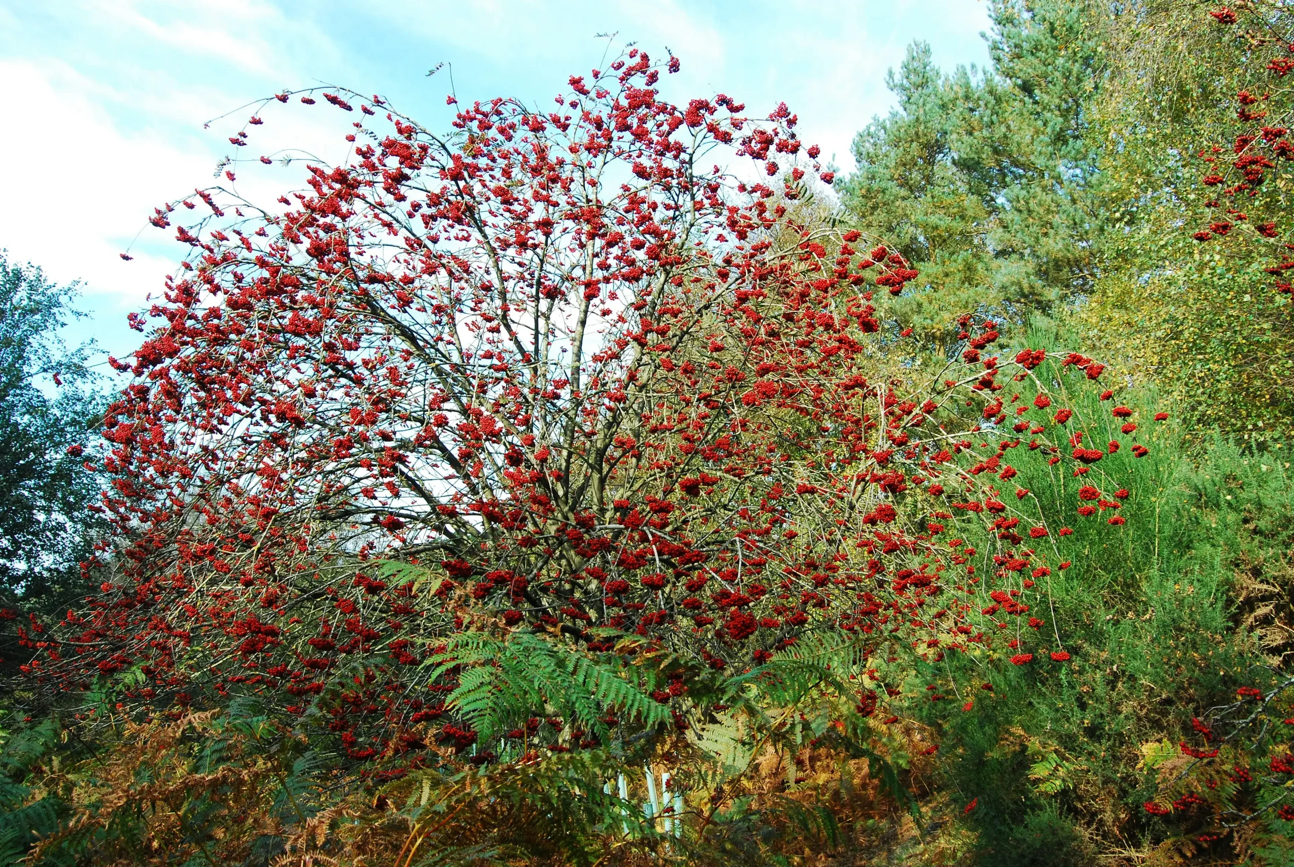 راهنمای کاشت زرشک
