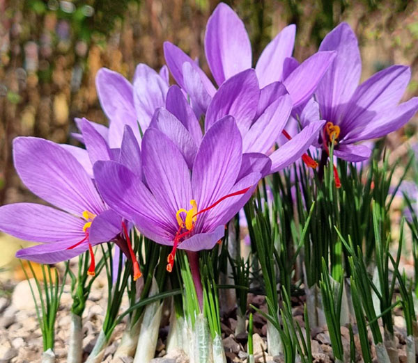 چرا زعفران گران است